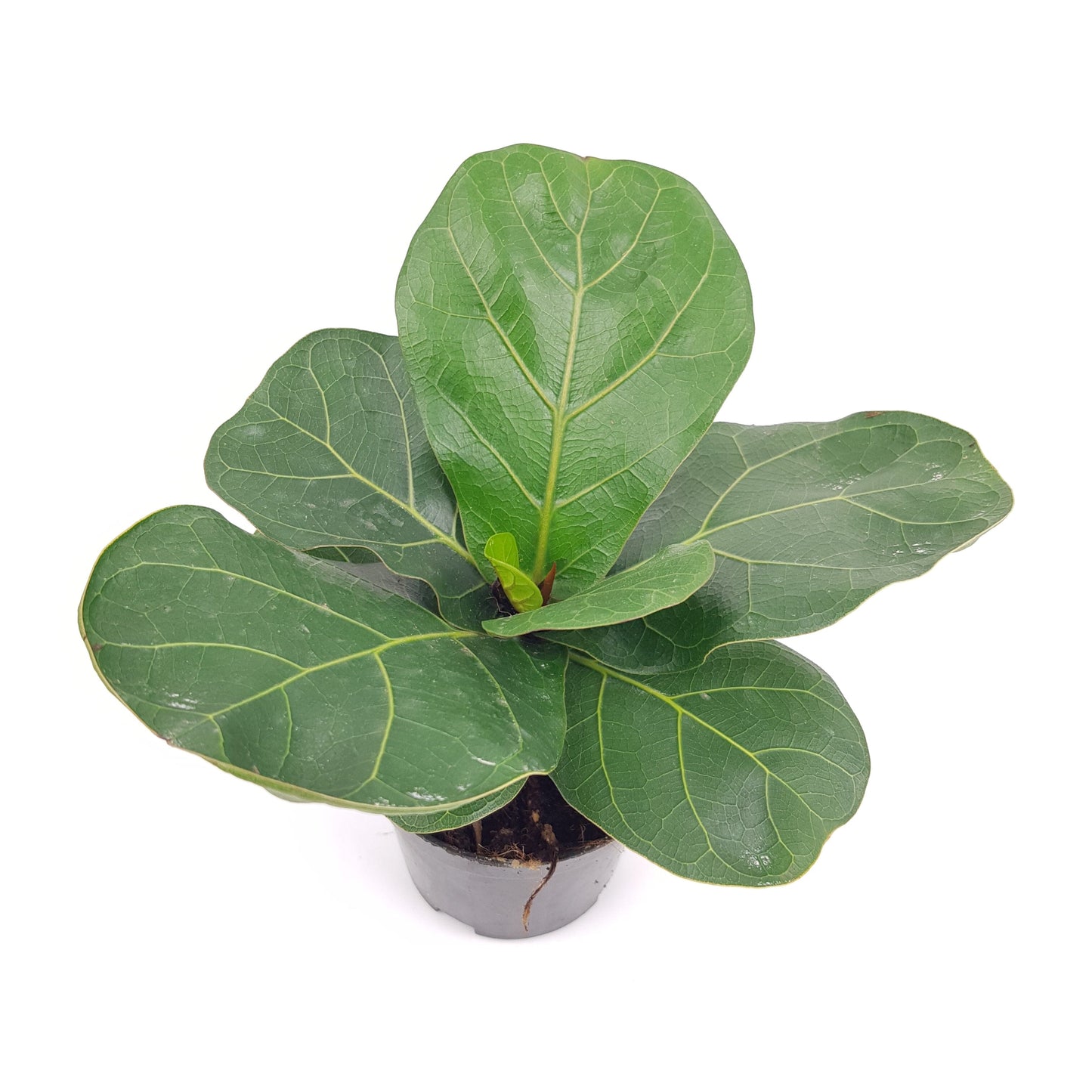 Pot Ficus Lyrata (P150)