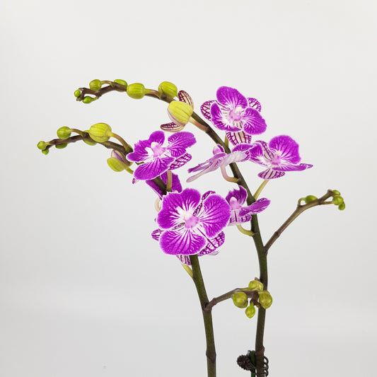 Phalaenopsis Mini Double Stem - 2 Tone Purple Stripe *Without Pot*
