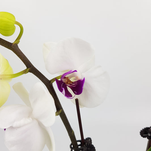 Phalaenopsis Mini Double Stem - White *Without Pot*