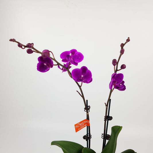 Phalaenopsis Mini Double Stem - Purple*Without Pot*