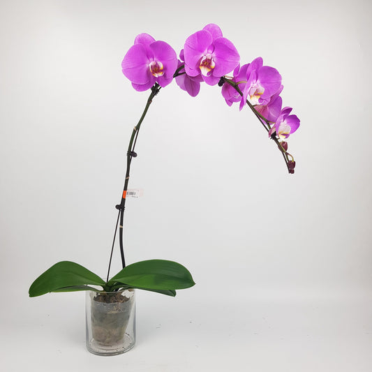 Phalaenopsis - Pink (Without Pot)