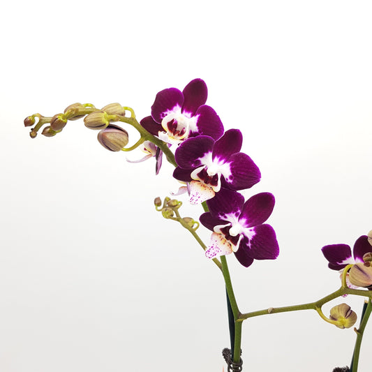 Phalaenopsis Mini Double Stem - 2 Tone Purple *Without Pot*
