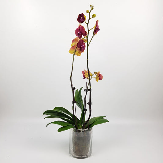 Phalaenopsis Mini Double Stem - 2 Tone Red Purple *Without Pot*