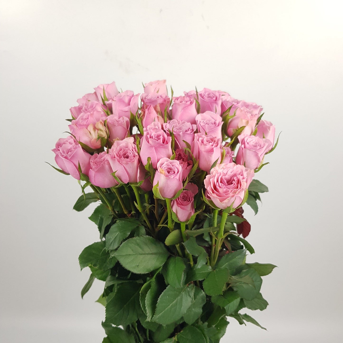 Spray Rose - Sweet Pink