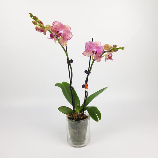 Phalaenopsis Mini Double Stem - 2 Tone Purple *Without Pot*