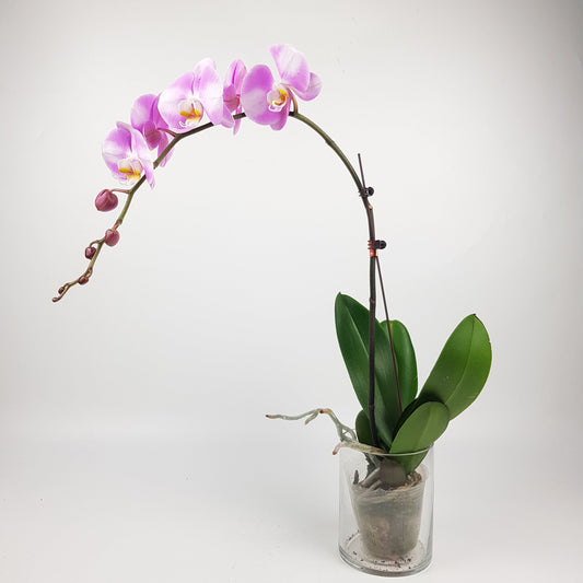 Phalaenopsis - 2 Tone Pink (Without Pot)