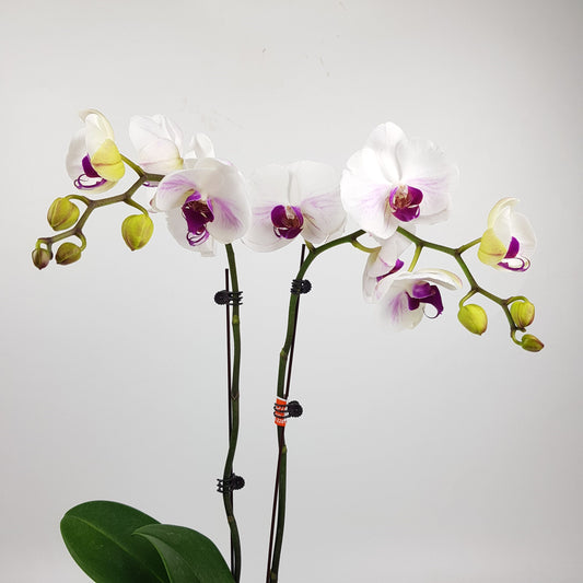 Phalaenopsis Double Stem - White Purple *Without Pot*