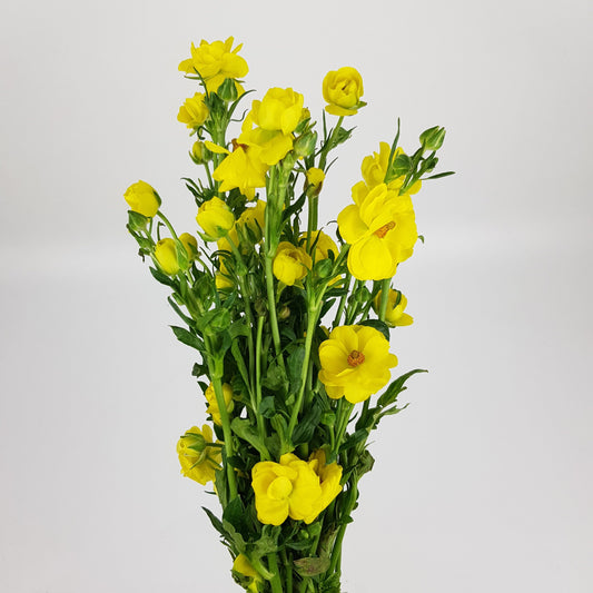 Butterfly Ranunculus - Yellow