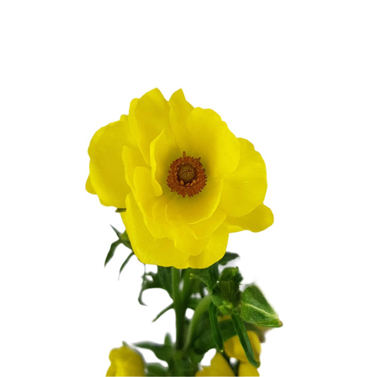 Butterfly Ranunculus - Yellow