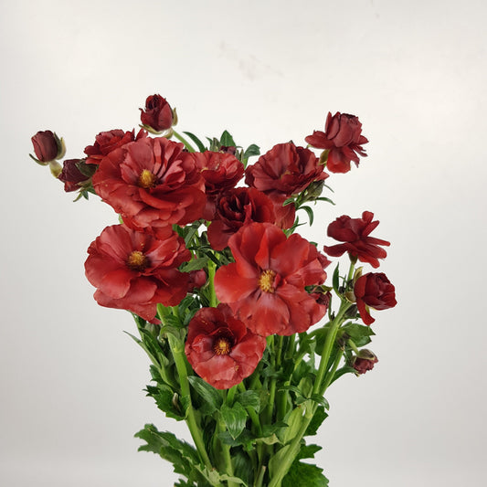 Butterfly Ranunculus - Red