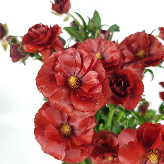 Butterfly Ranunculus - Red