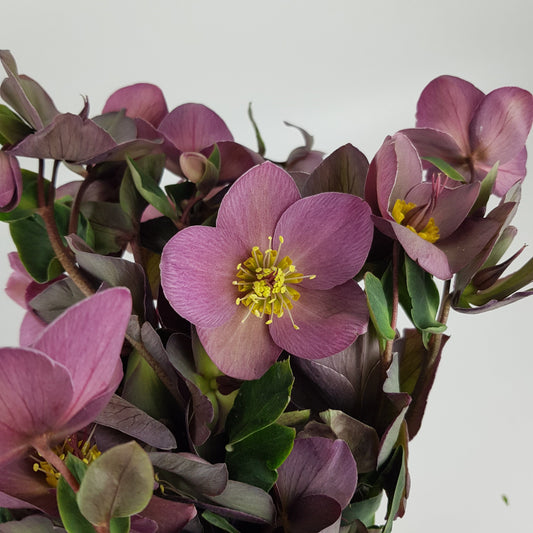 Hellebore