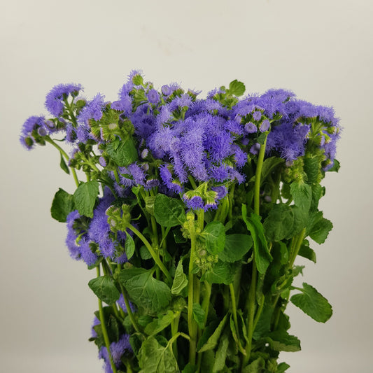 Ageratum / 藿香蓟