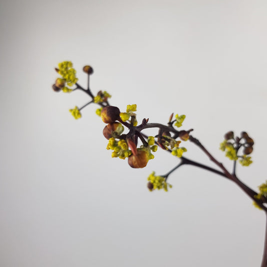 Common Alstonia Flower - Yellow Brownish