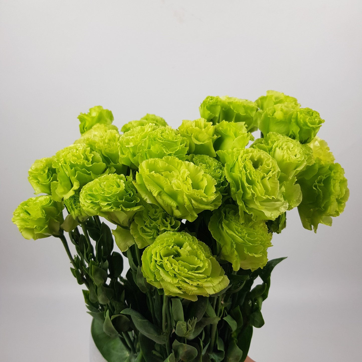 Eustoma Wavy - Green