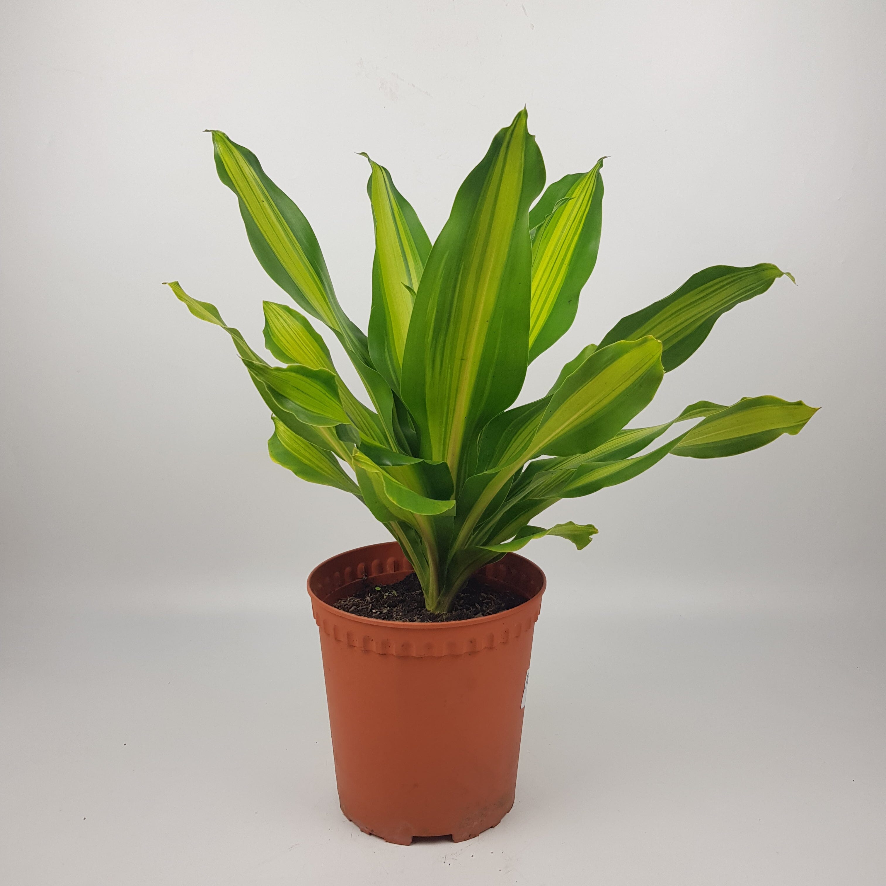 dracaena lindenii Pot Dracaena Lindenii P210