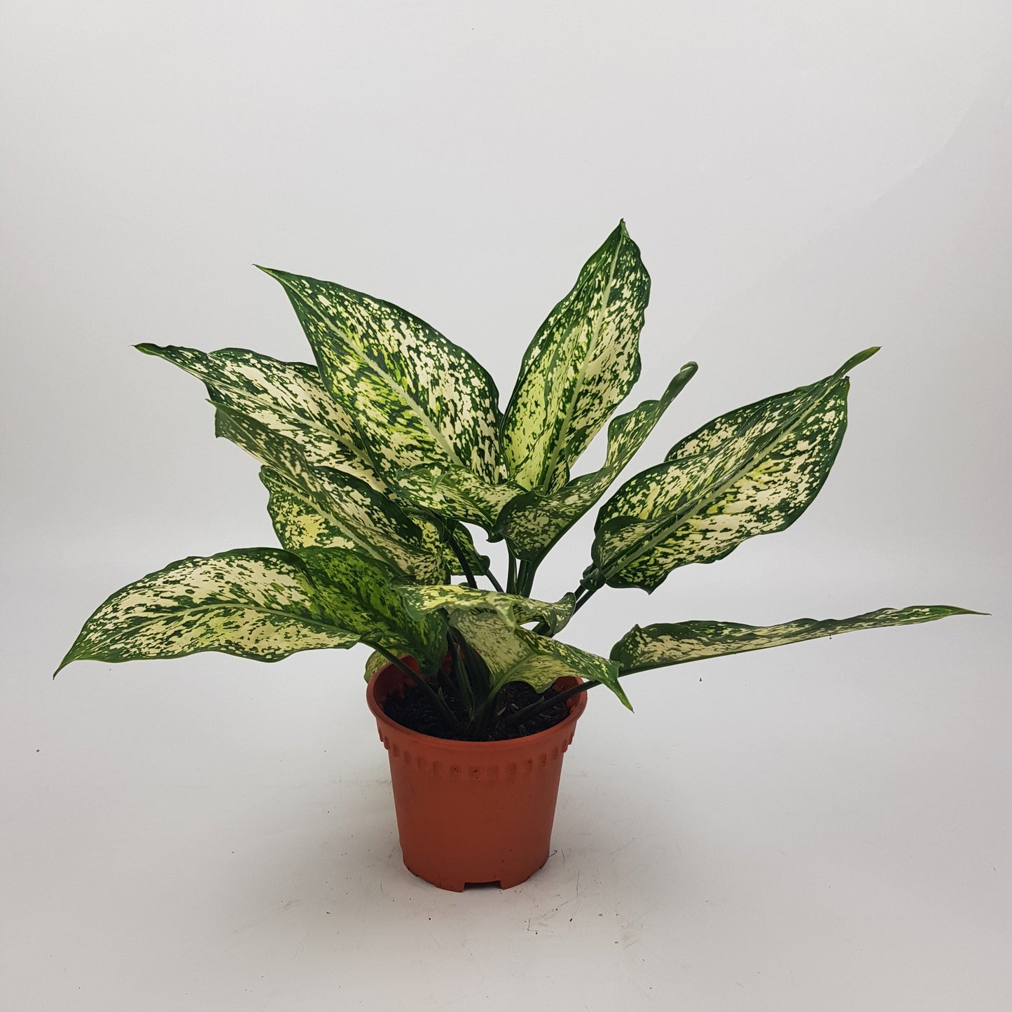 Pot Aglao White P120