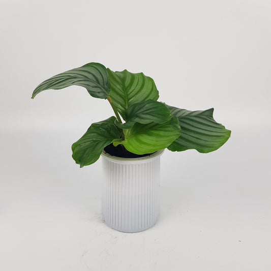 Calathea Orbifolia P110 (Hydroponic Pot)