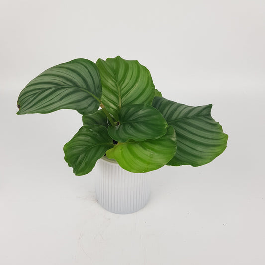Calathea Orbifolia P110 (Hydroponic Pot)