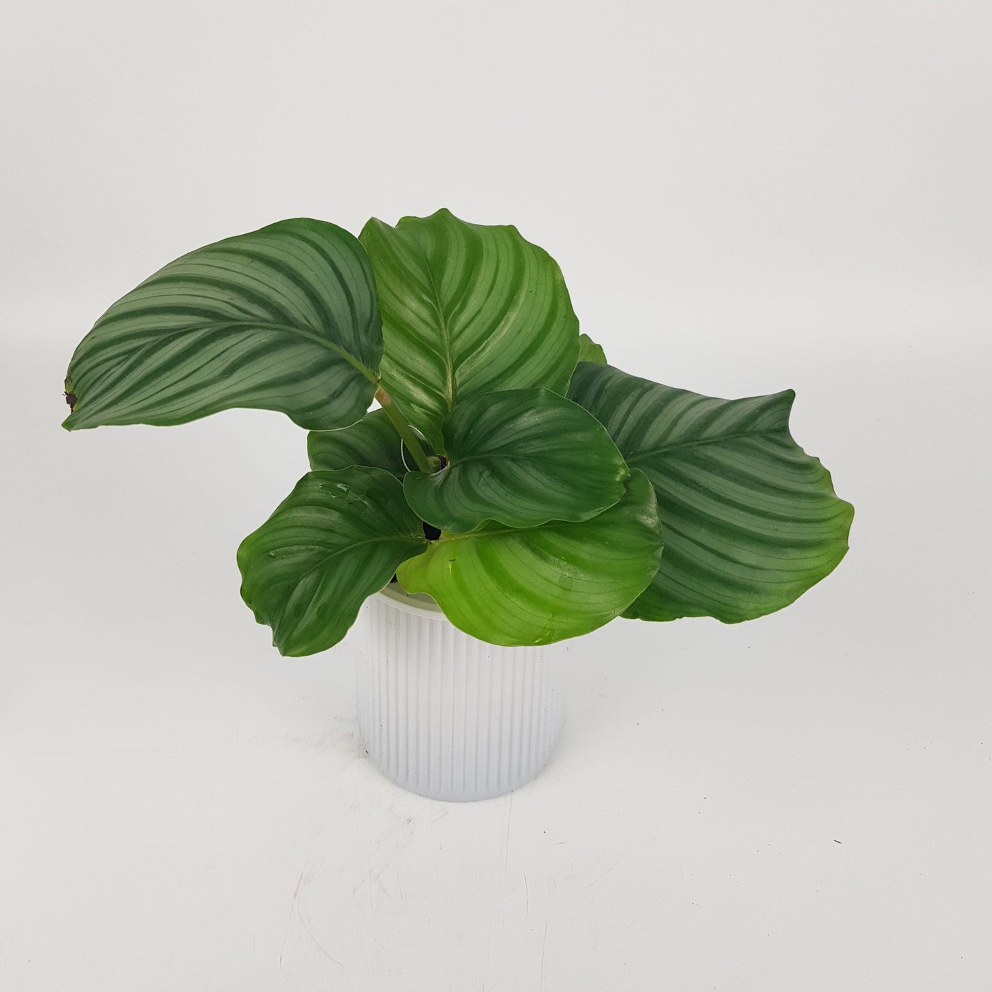 Calathea Orbifolia P110 (Hydroponic Pot)