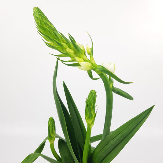Pot Ornithogalum - White