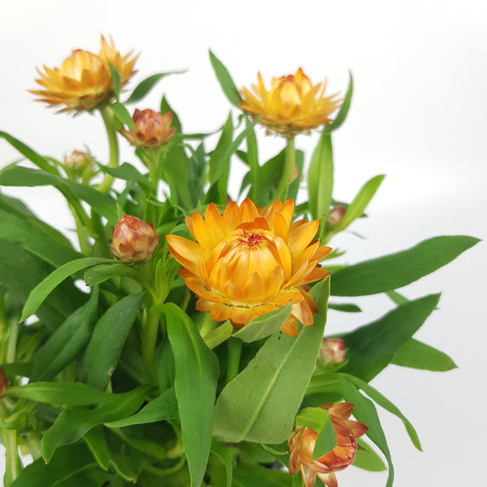 Pot Helichrysum Bractaetum / Strawflower - Yellow