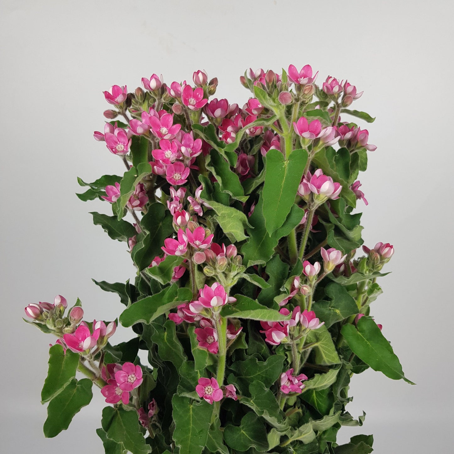 Oxypetalum Pink