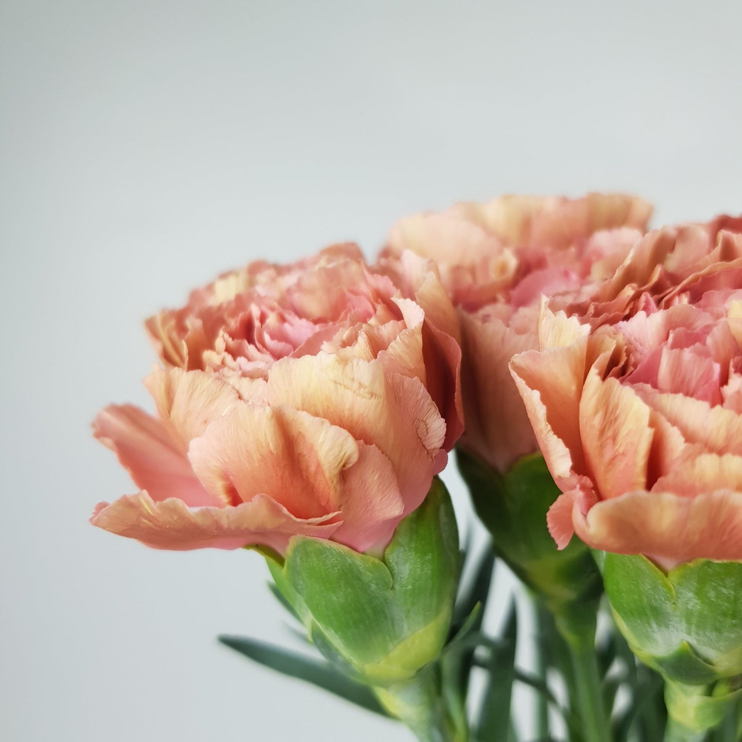 Carnation - 2 Tone Light Brown + Pink