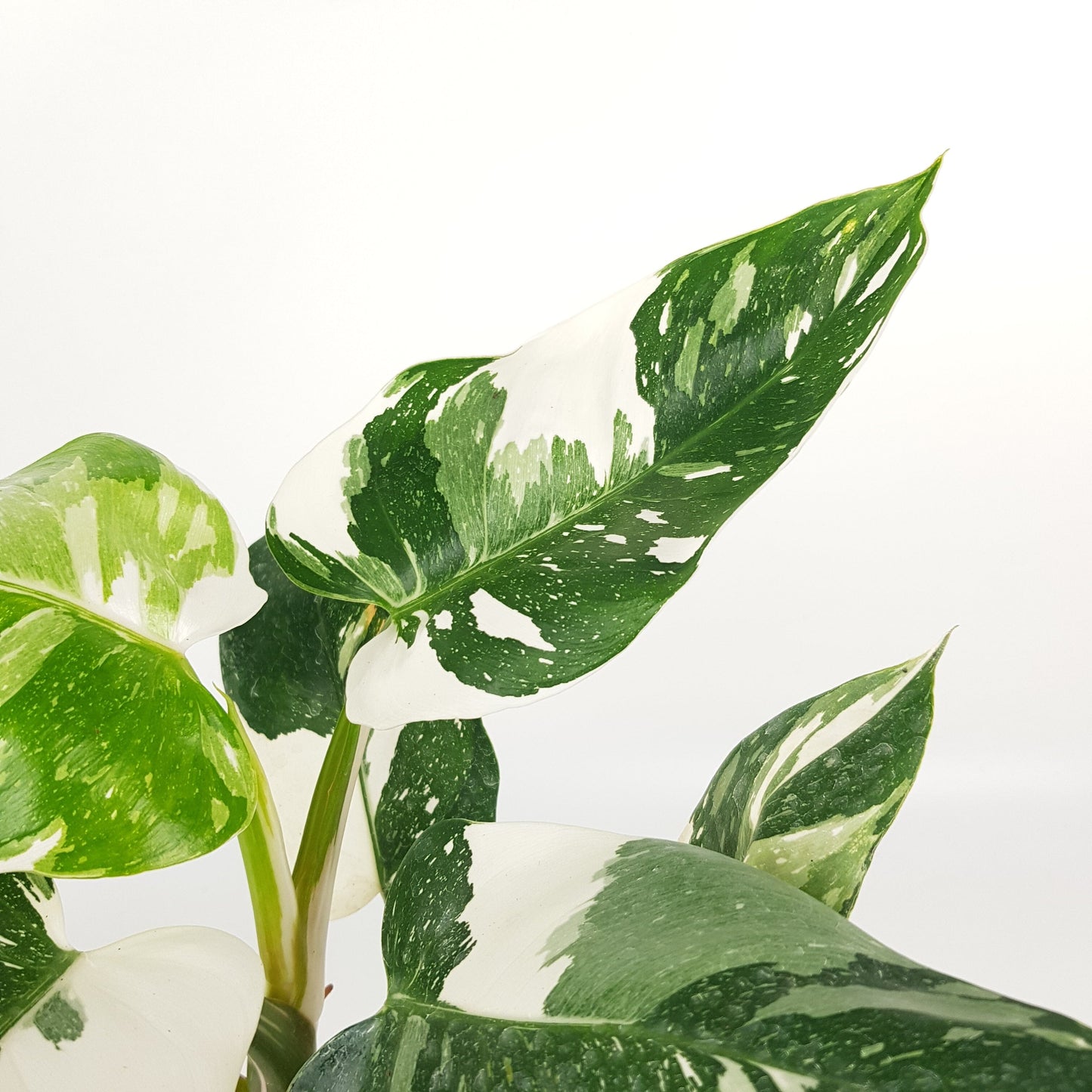 Philodendron White Princess (P150)