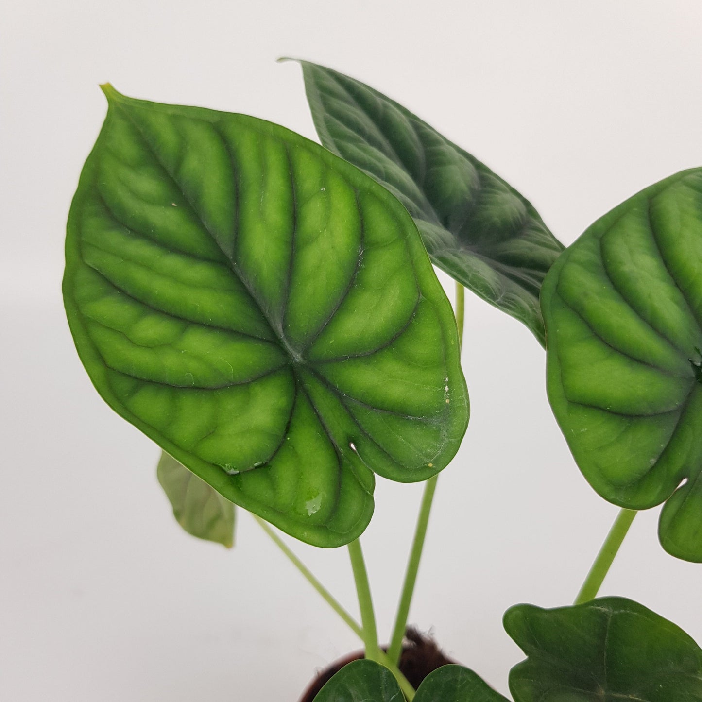 Alocasia Dragon Scale (P90)