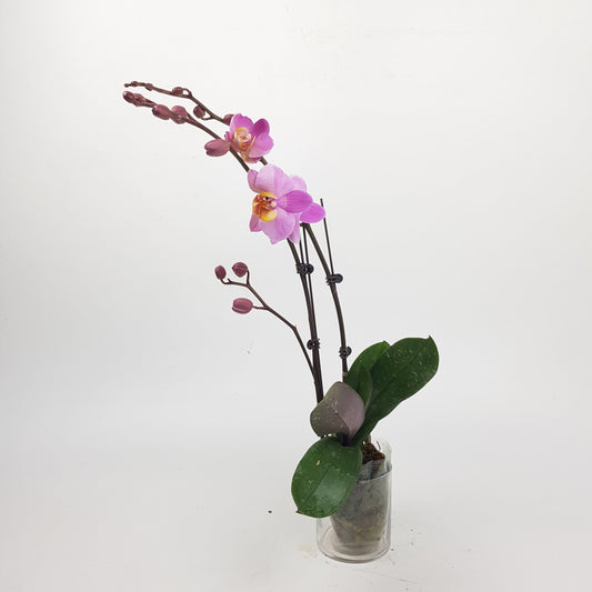 Phalaenopsis Mini - Light Purple (Without Pot)