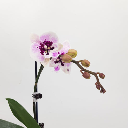 Phalaenopsis Mini - White Purple (Without Pot)