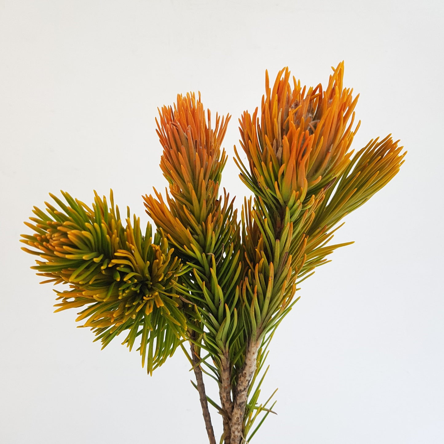 Leucadendron - Orange