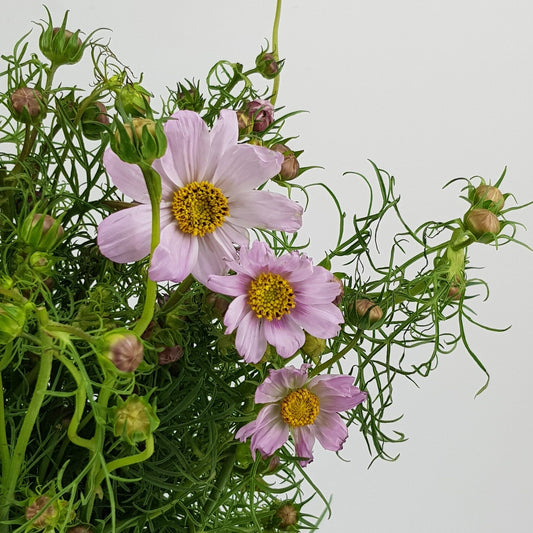 nigella damascena
light purple