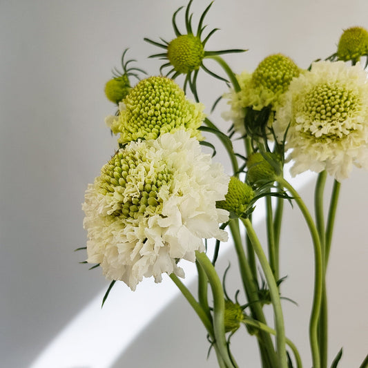 scabiosa atrapopurpurea
sweet scabiousa