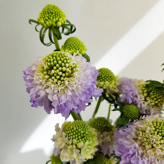 scabiosa atrapopurpurea
sweet scabiousa