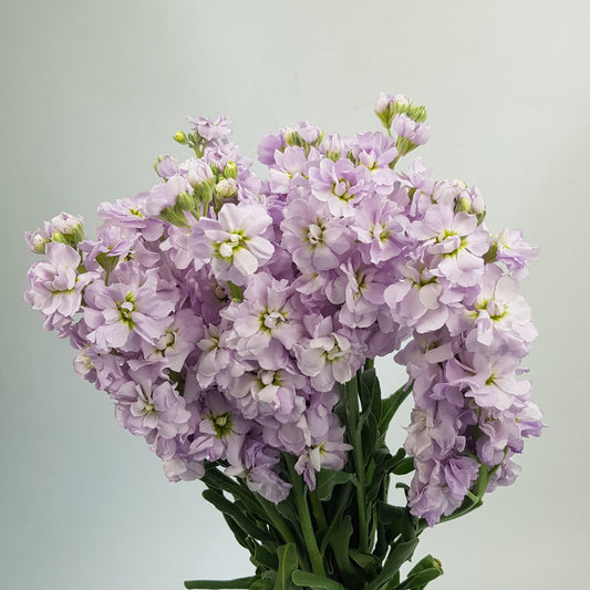 Matthiola - Lilac