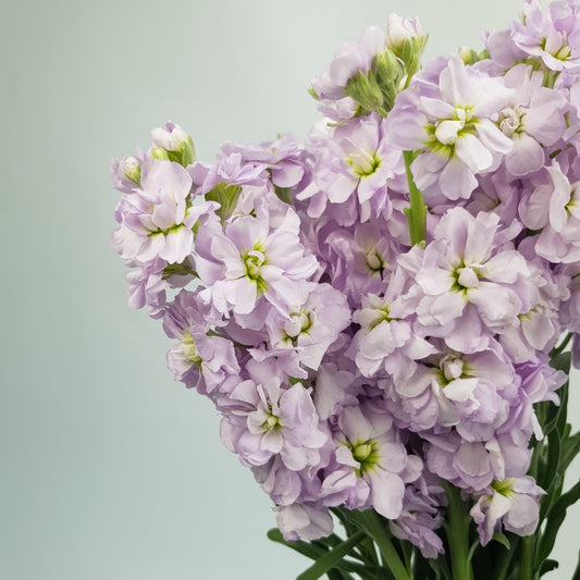 Matthiola - Lilac