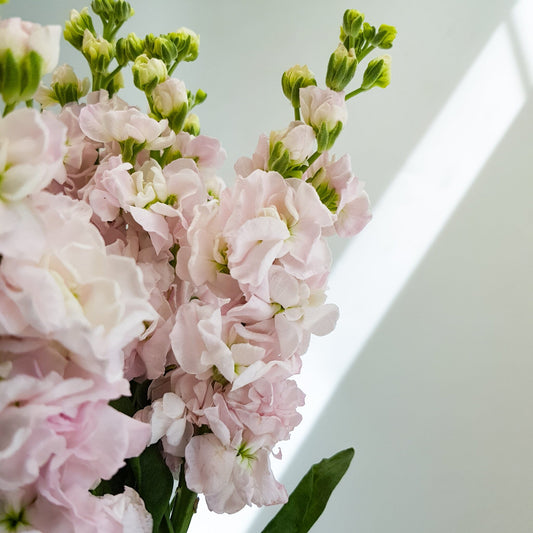 Matthiola - Light Pink