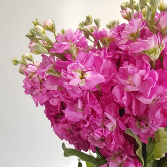 Matthiola - Pink