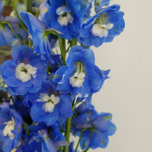 delphinium belladonna
blue