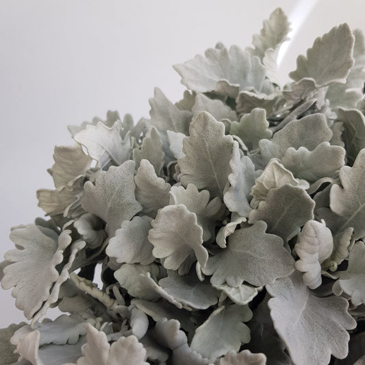 Dusty Miller Leaf
