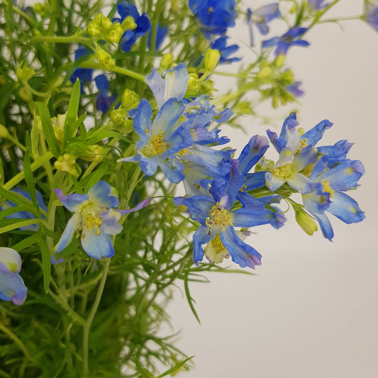 Delphinium S