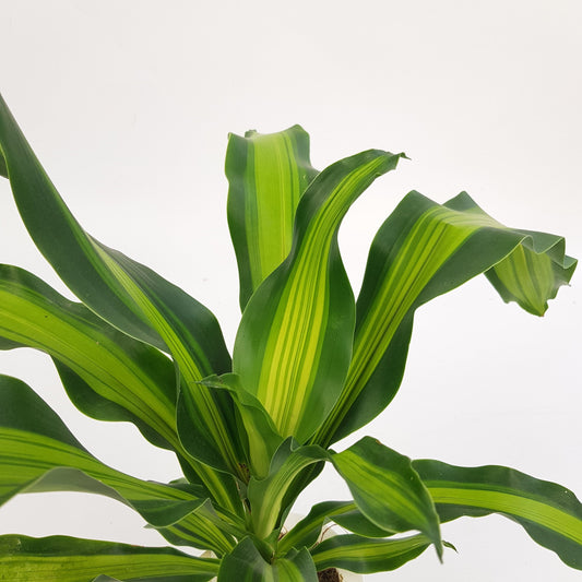 Hydroponic Dracaena Landenii (P110)