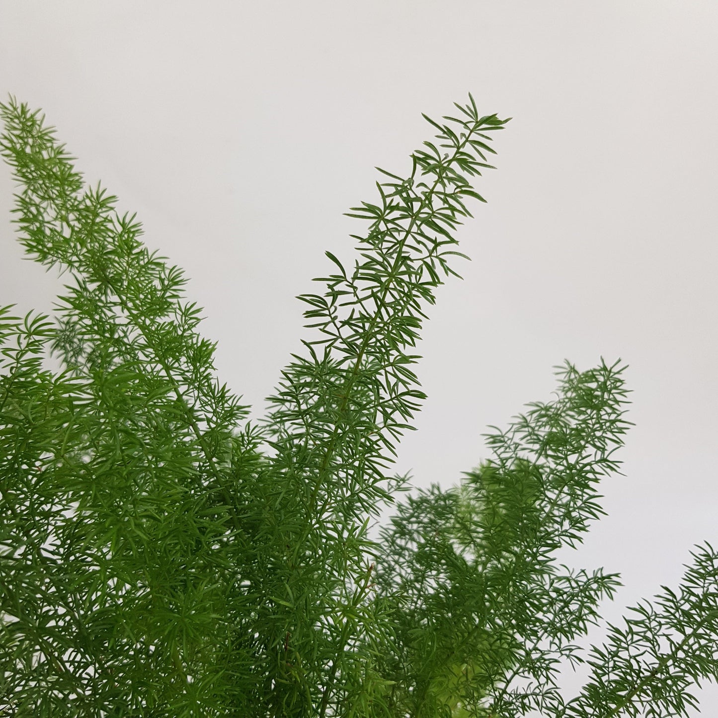 Hydroponic Asparagus Den Meyer