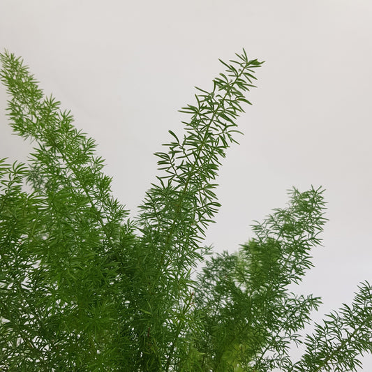 Hydroponic Asparagus Den Meyer