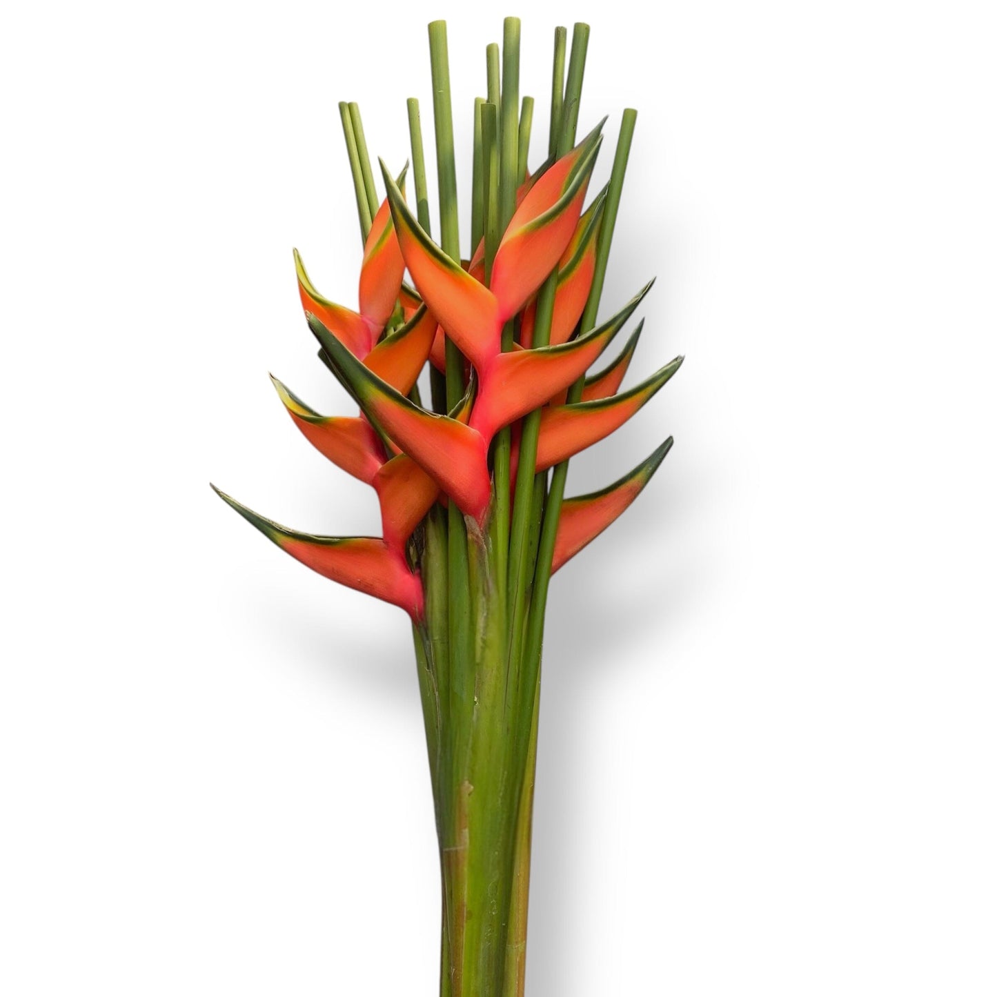 Crab Crawl - Orange (5 Stalks)