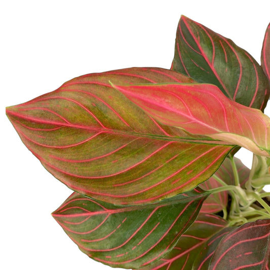 Aglaonema Red Vein 110 (Hydroponic Pot)