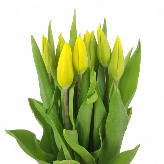 Tulip - Yellow