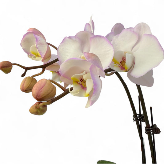 Pot Phalaenopsis Mini Double Stem - Purple White